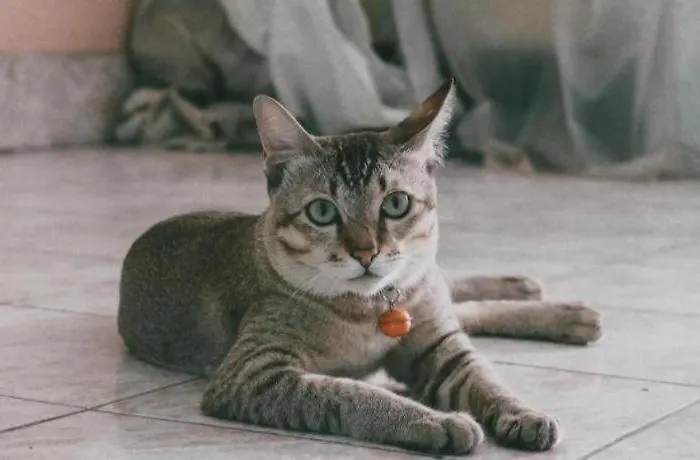 Kacha 2*